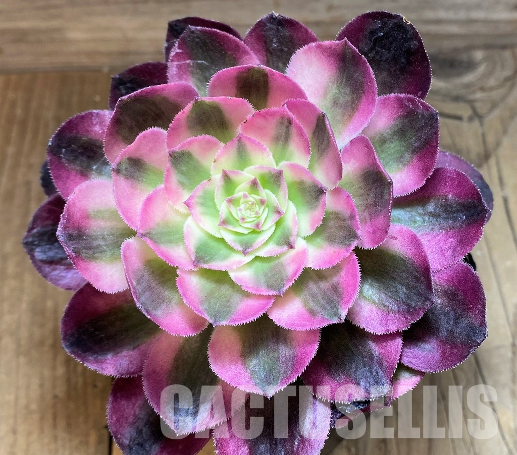 SH31243 Aeonium 'Allure'