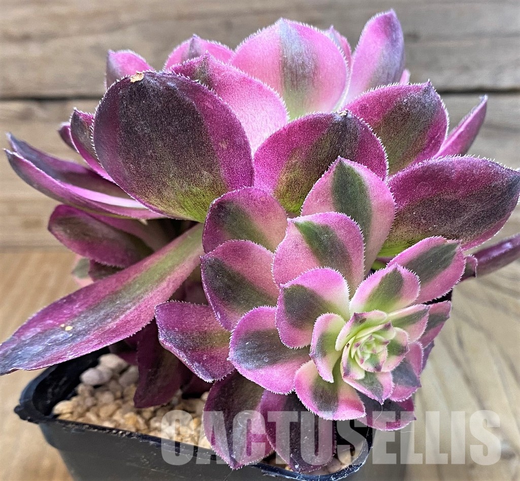 SH31243 Aeonium 'Allure' - Image 2