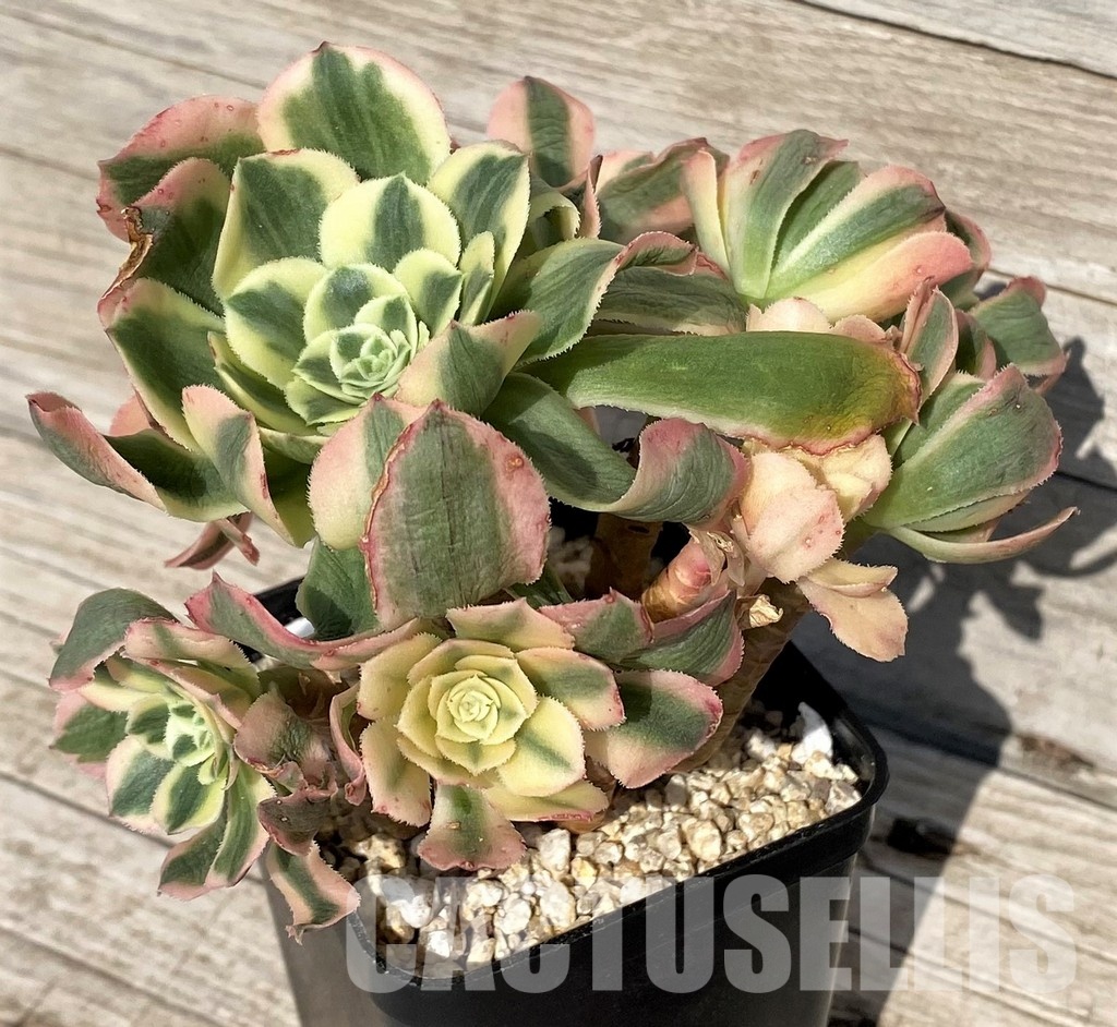 SH31244 Aeonium 'Maybach' - Image 3