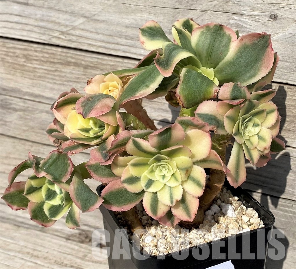 SH31244 Aeonium 'Maybach' - Image 2