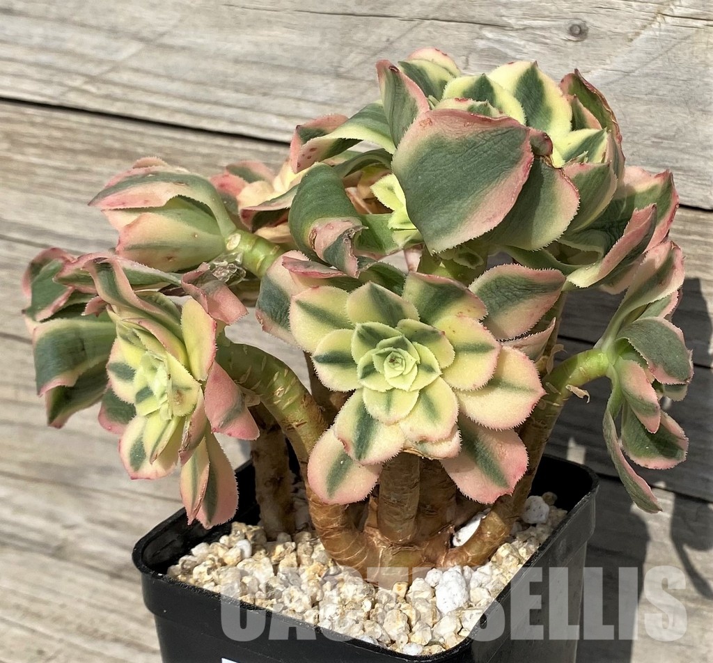 SH31244 Aeonium 'Maybach'