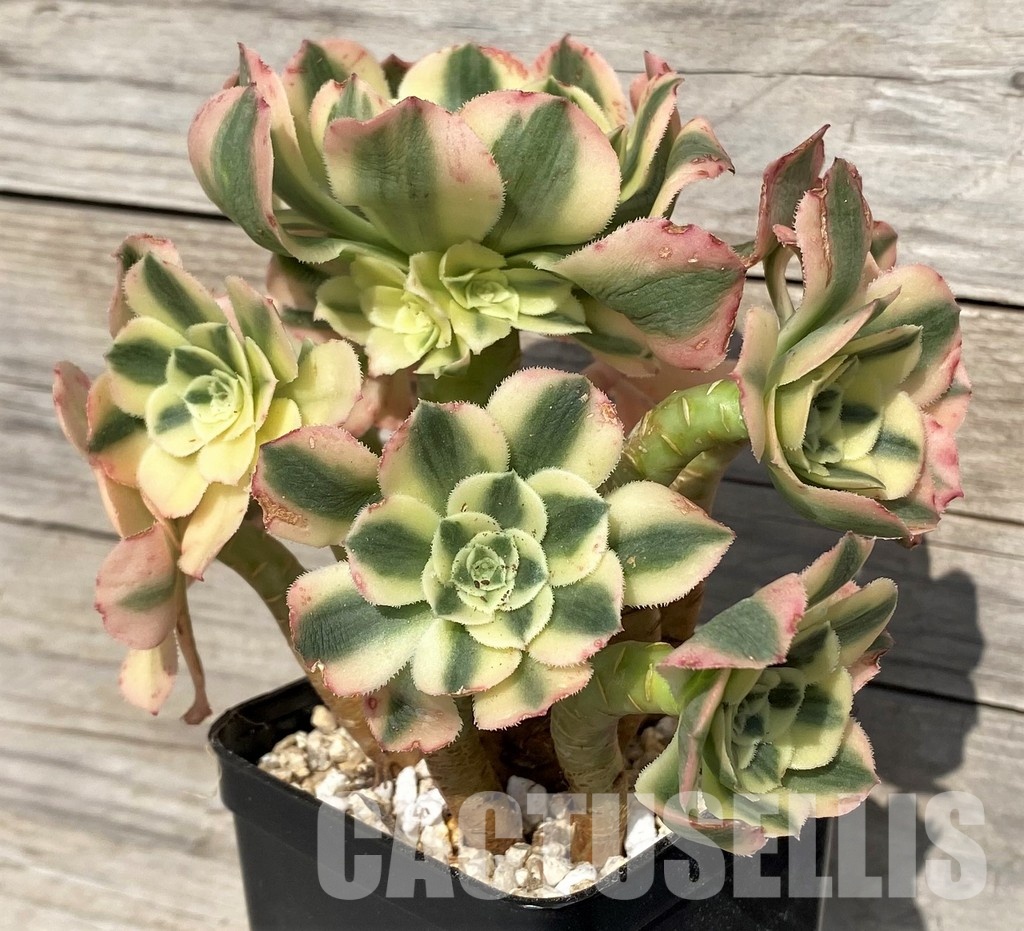 SH31245 Aeonium 'Maybach'