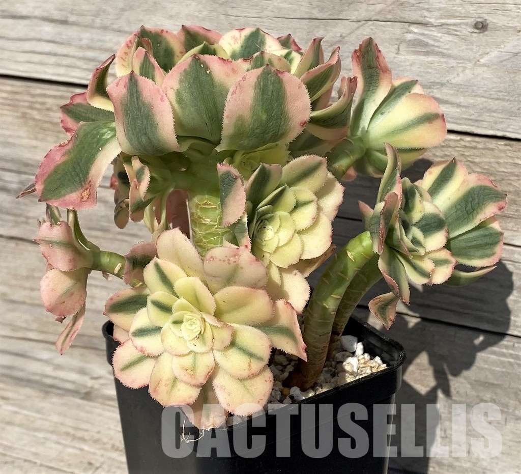 SH31245 Aeonium 'Maybach' - Image 3