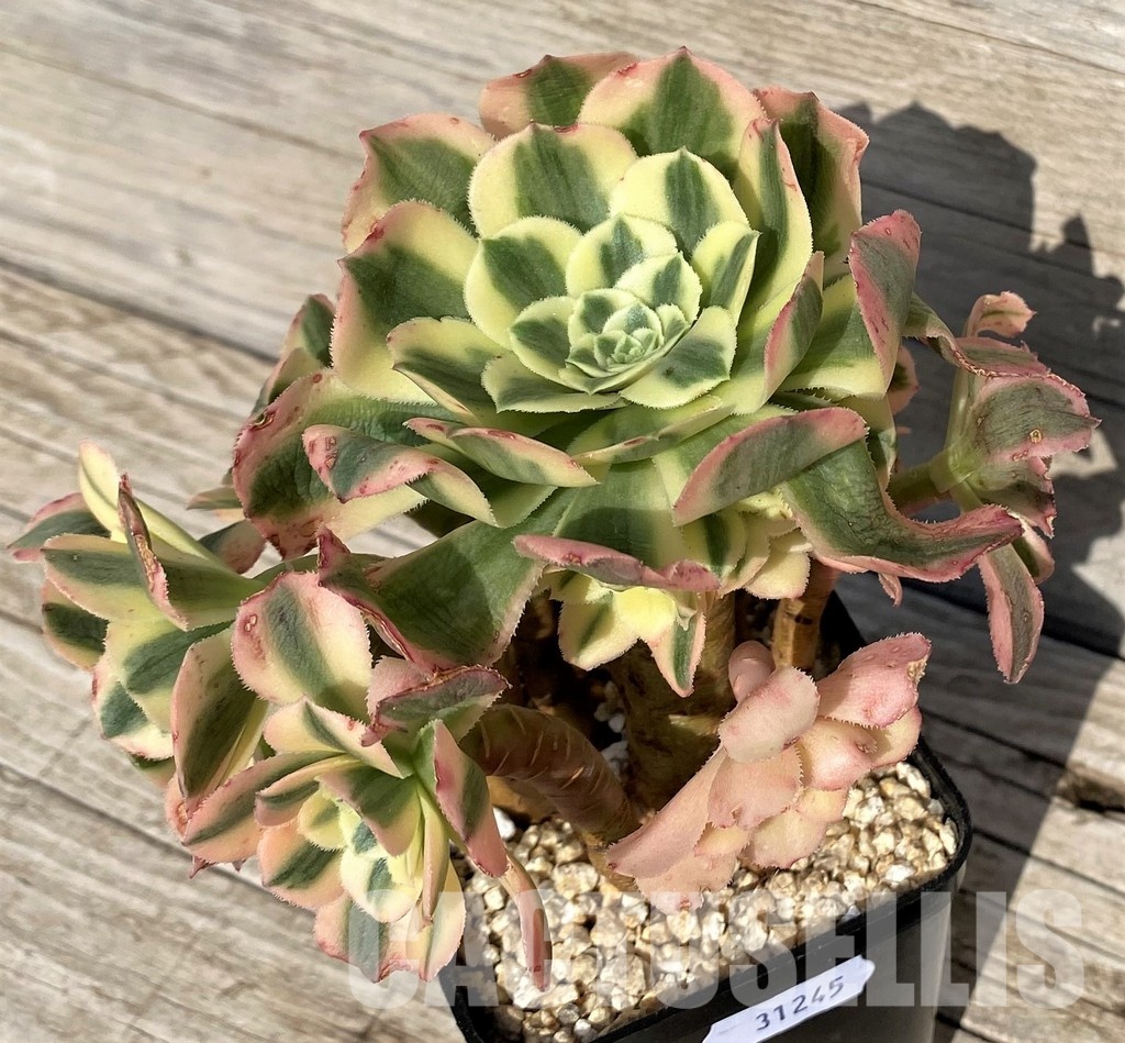 SH31245 Aeonium 'Maybach' - Image 2