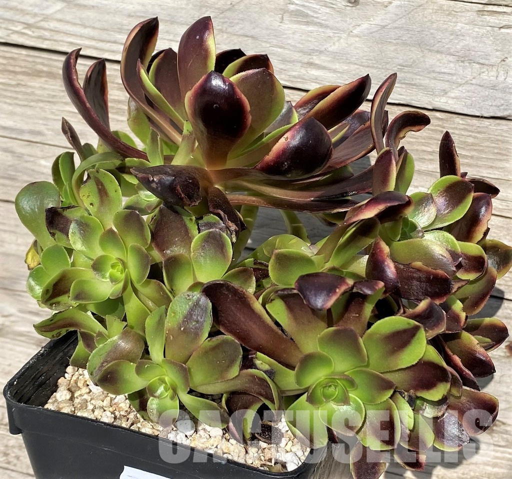 SH31246 Aeonium 'Superbang' - Image 3
