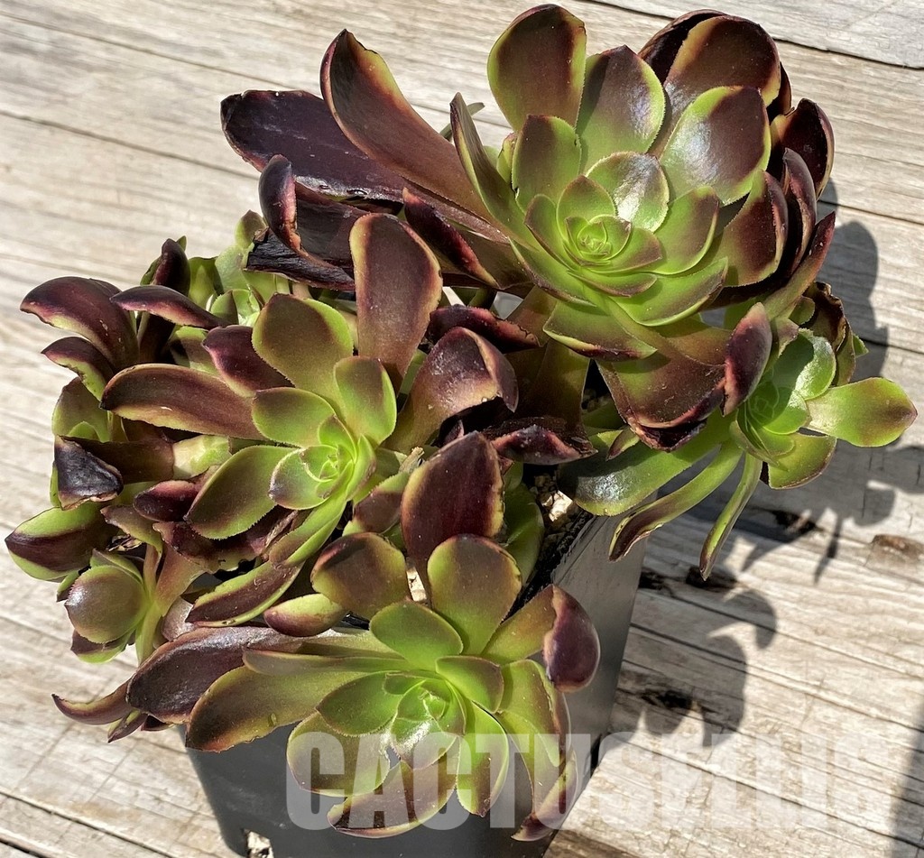 SH31246 Aeonium 'Superbang'