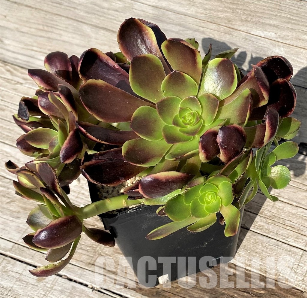 SH31246 Aeonium 'Superbang' - Image 2