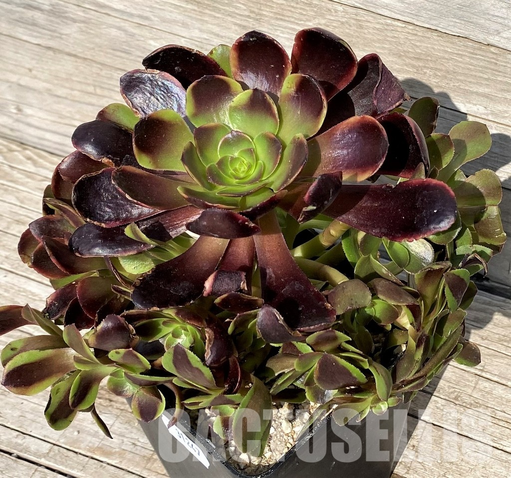 SH31247 Aeonium 'Superbang'