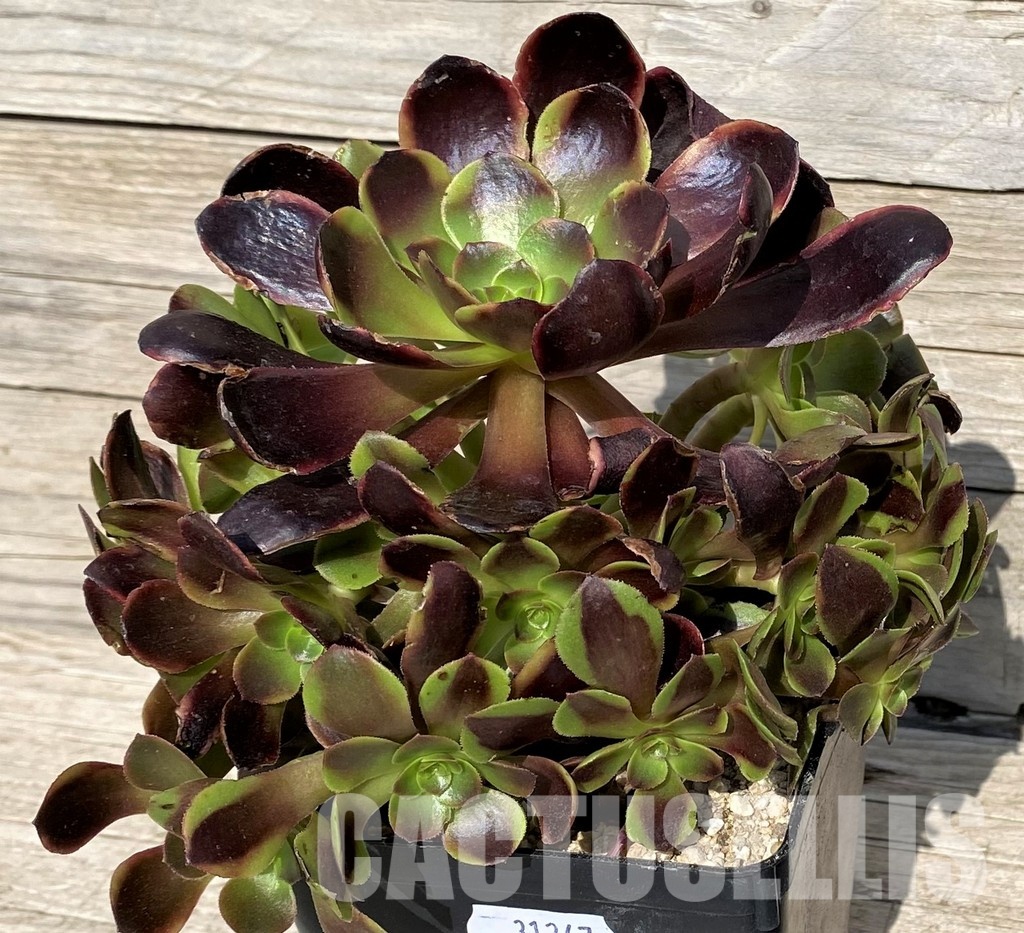 SH31247 Aeonium 'Superbang' - Image 2