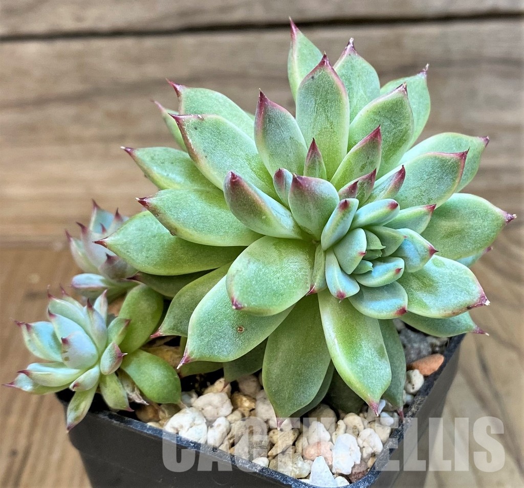 SH31253 Echeveria 'Chihuahuensis' hybrid
