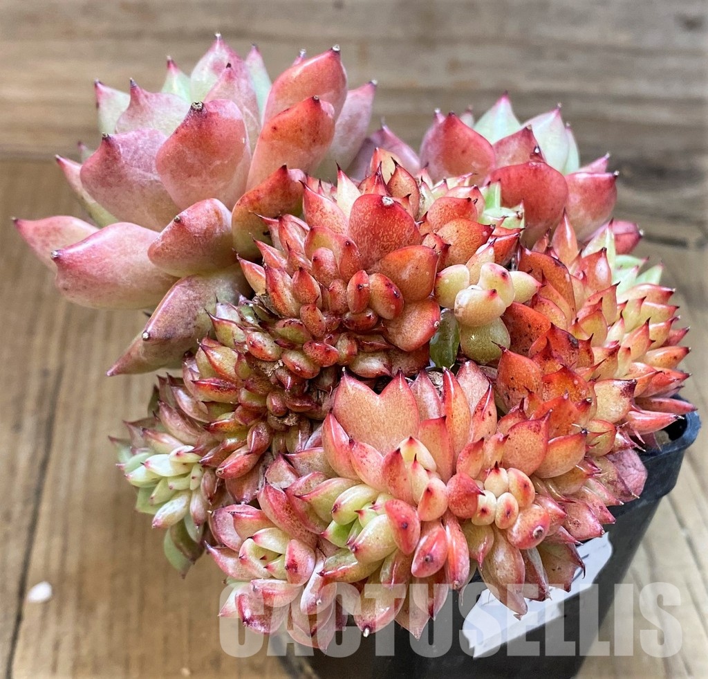 SH31255 Echeveria agavoides 'Mundy' f. cristata - Image 3