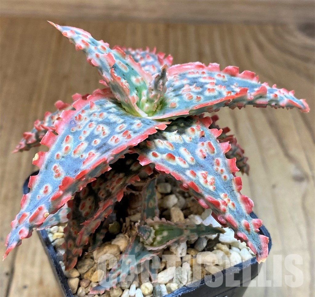 SH31337 Aloe TCT hybrid