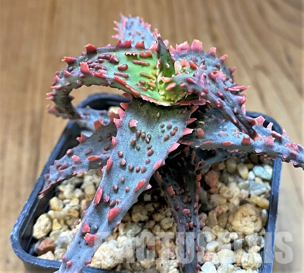 SH31341 Aloe TCT hybrid - Image 2