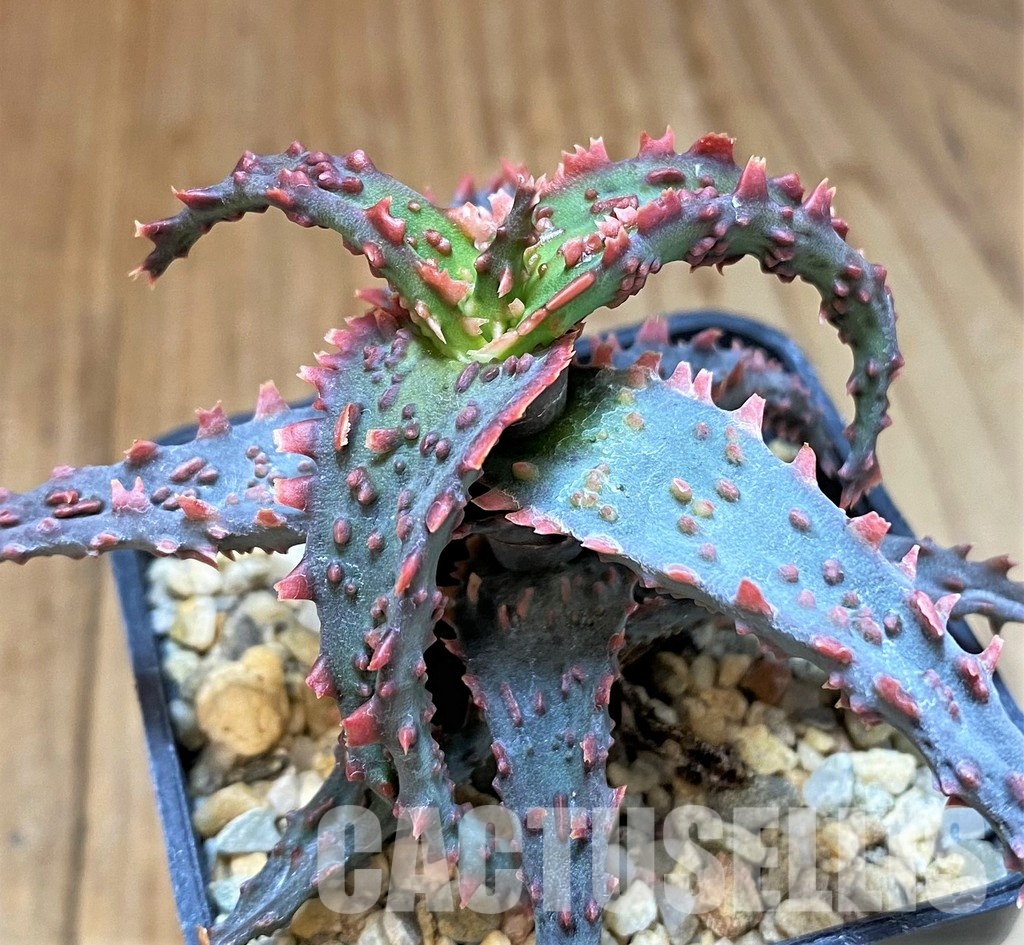 SH31341 Aloe TCT hybrid - Image 3