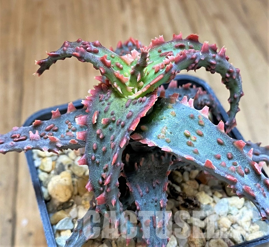 SH31341 Aloe TCT hybrid