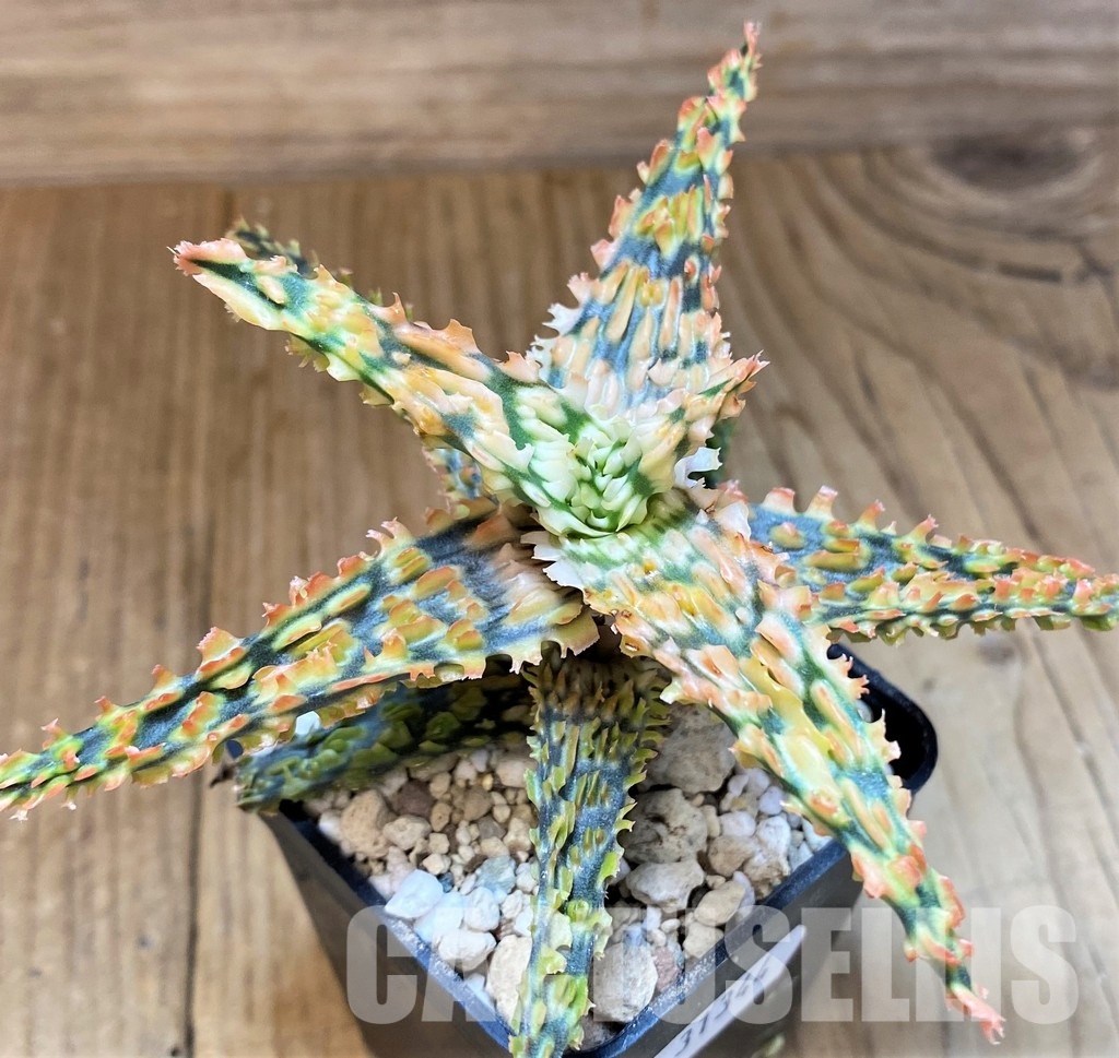 SH31344 Aloe TCT hybrid - Image 2