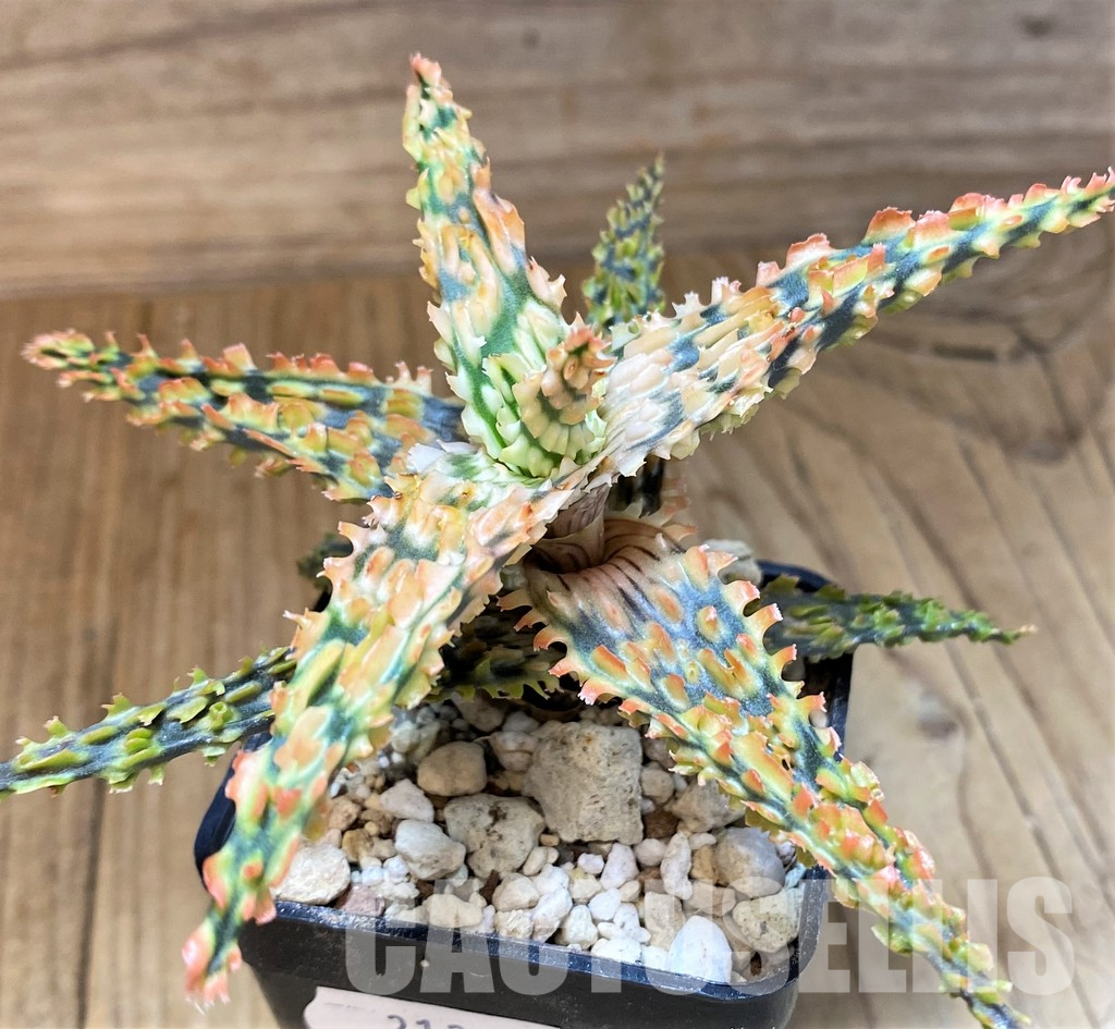 SH31344 Aloe TCT hybrid