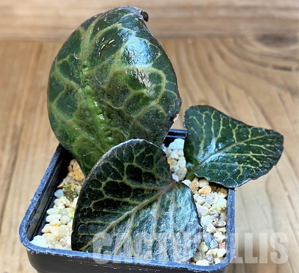 SH31346 Euphorbia francoisii hybrid - Image 2