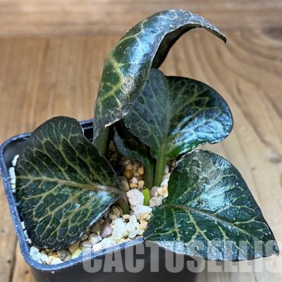 SH31346 Euphorbia francoisii hybrid