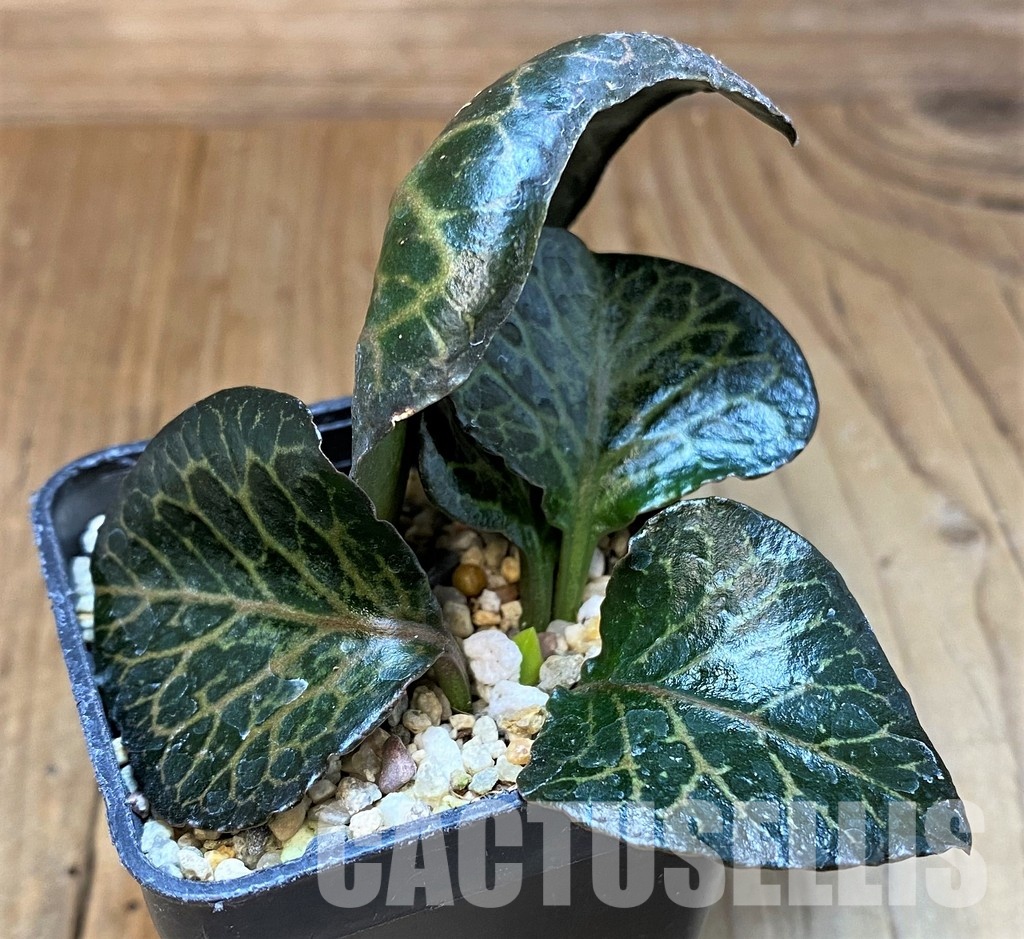 SH31346 Euphorbia francoisii hybrid