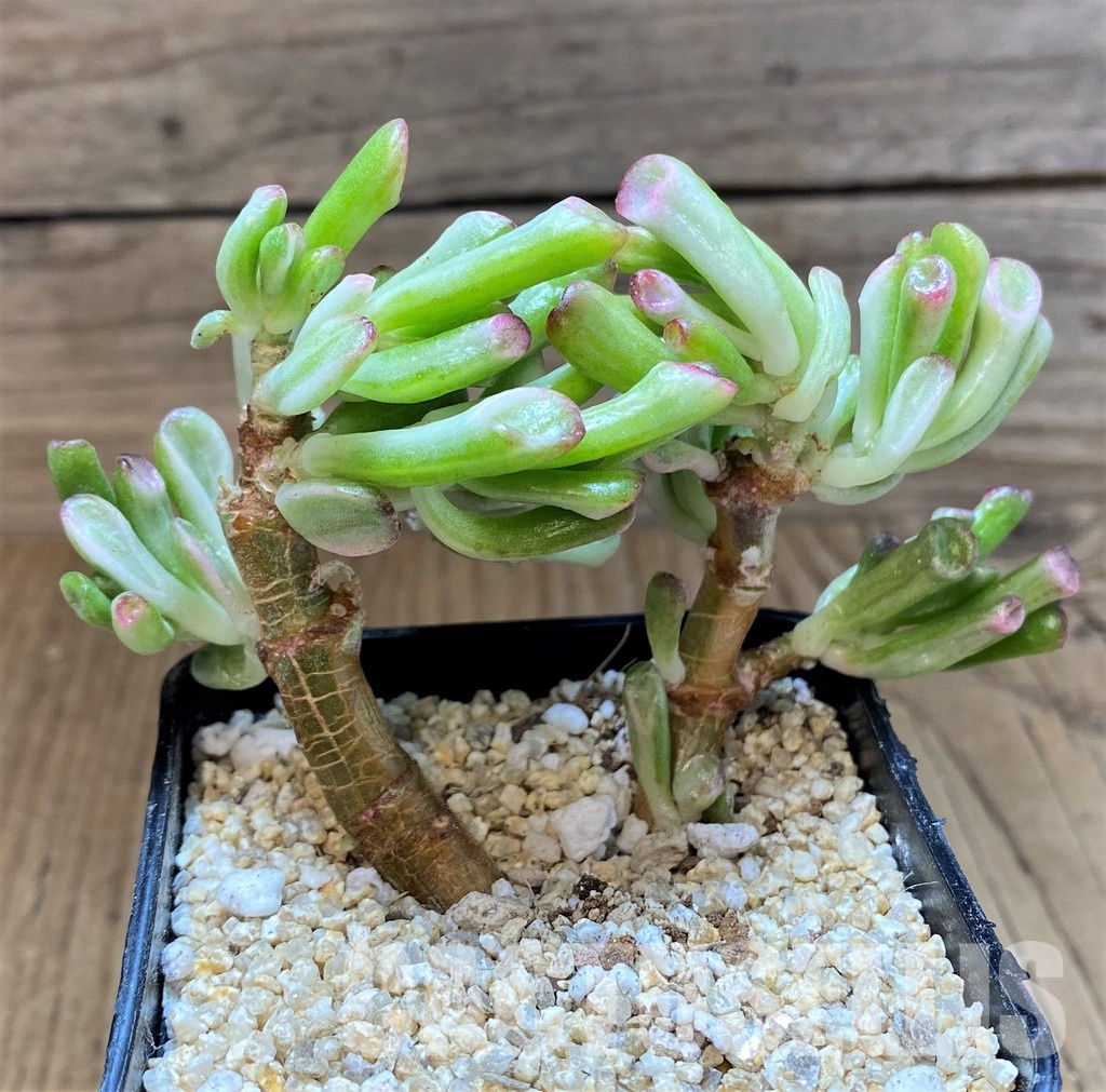 SH31349 Crassula ovata 'Gollum' f. variegata - Image 2