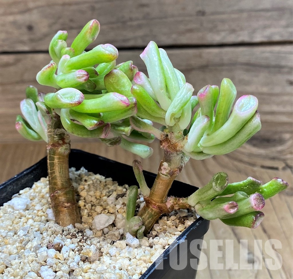 SH31349 Crassula ovata 'Gollum' f. variegata
