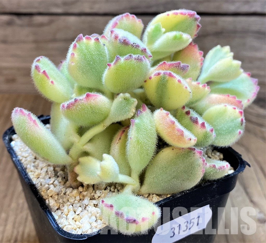 SH31351 Cotyledon ladismithiensis f. variegata