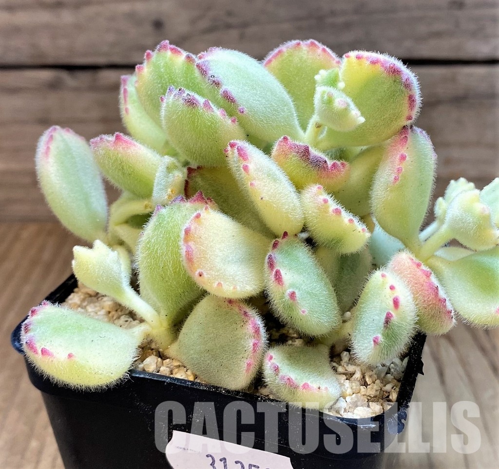 SH31351 Cotyledon ladismithiensis f. variegata - Image 2