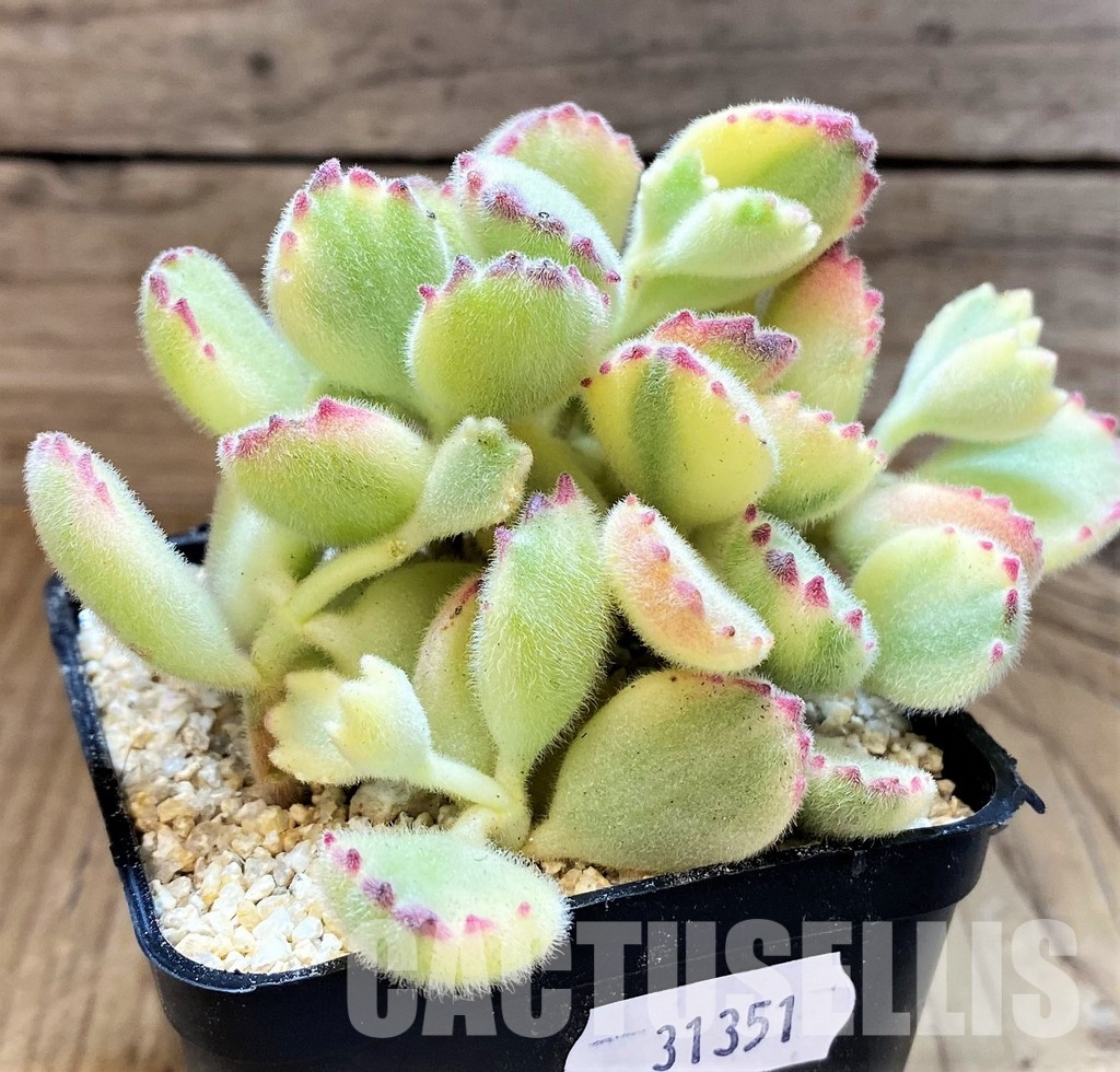 SH31351 Cotyledon ladismithiensis f. variegata - Image 3