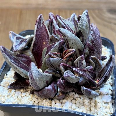 SH31354 Lenophyllum guttatum f. variegata