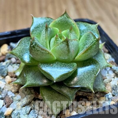 SH31355 Echeveria purpusorum hybrid