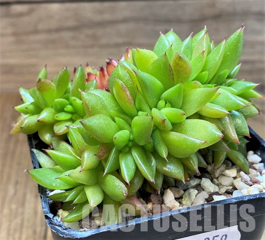 SH31359 Echeveria agavoides f. cristata - Image 3