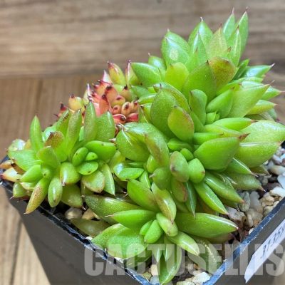 SH31359 Echeveria agavoides f. cristata
