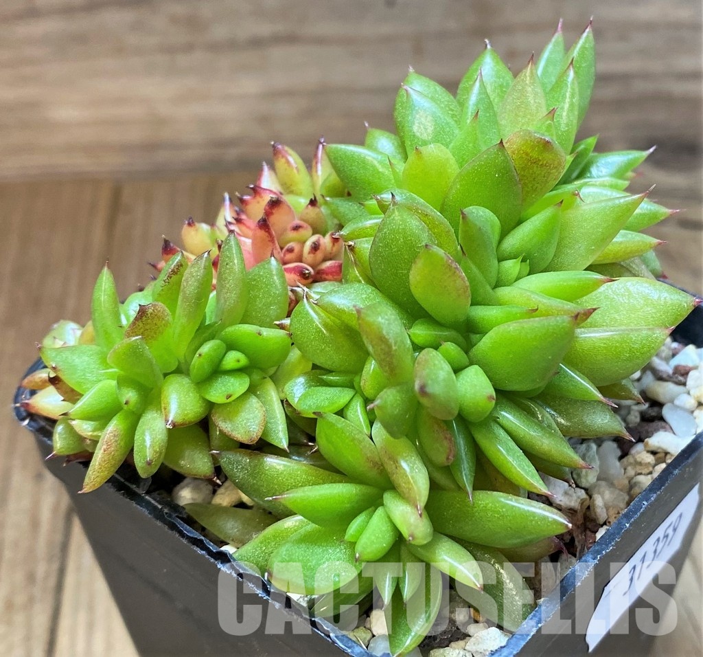 SH31359 Echeveria agavoides f. cristata