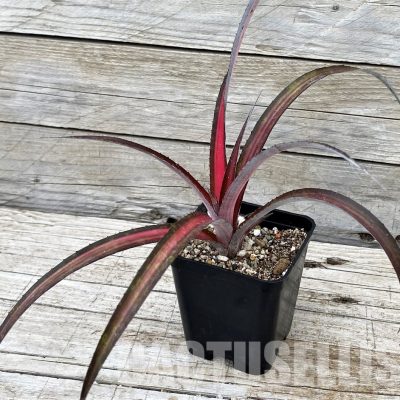 SH31363 Biltanthus 'Red Burst'