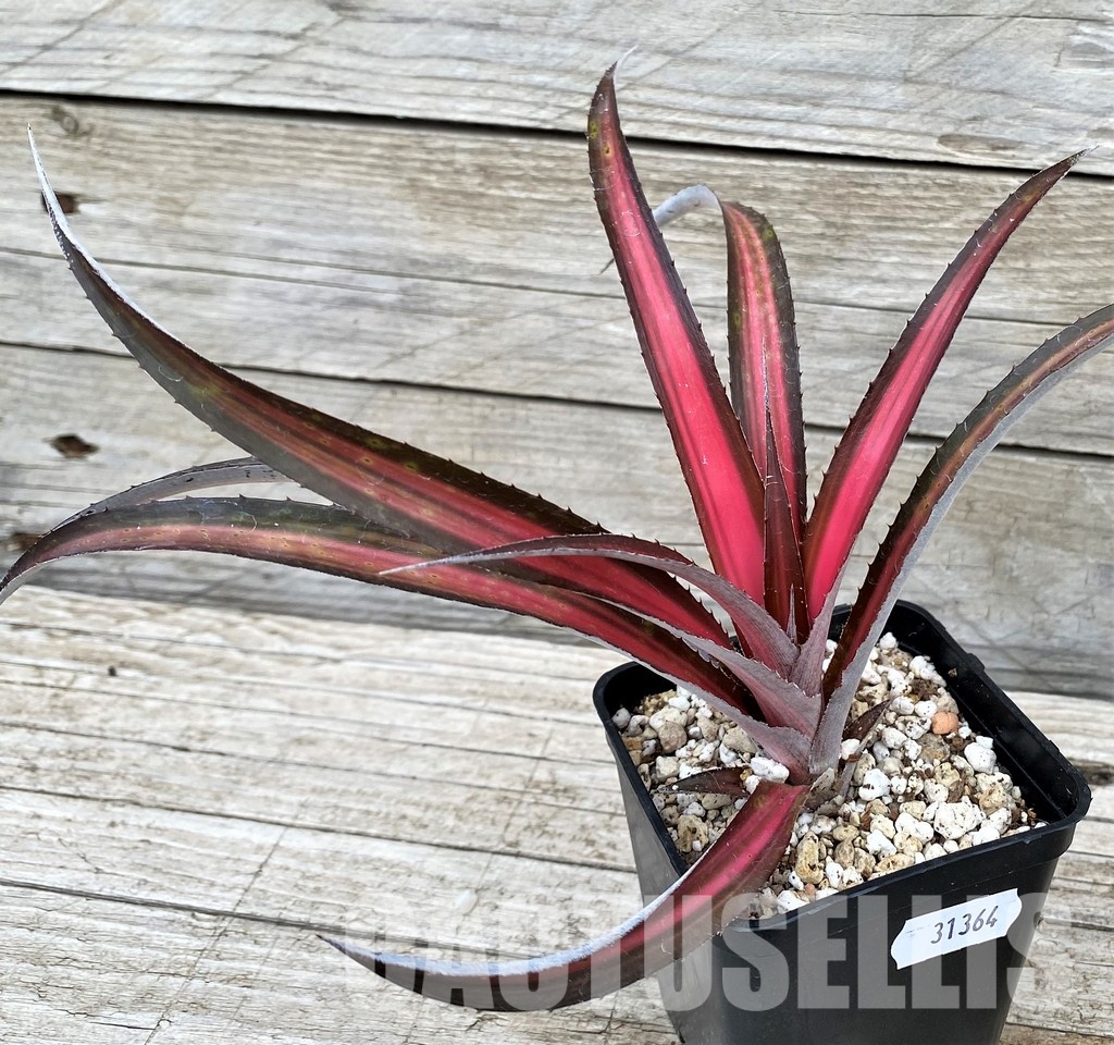 SH31363 Biltanthus 'Red Burst' - Image 2
