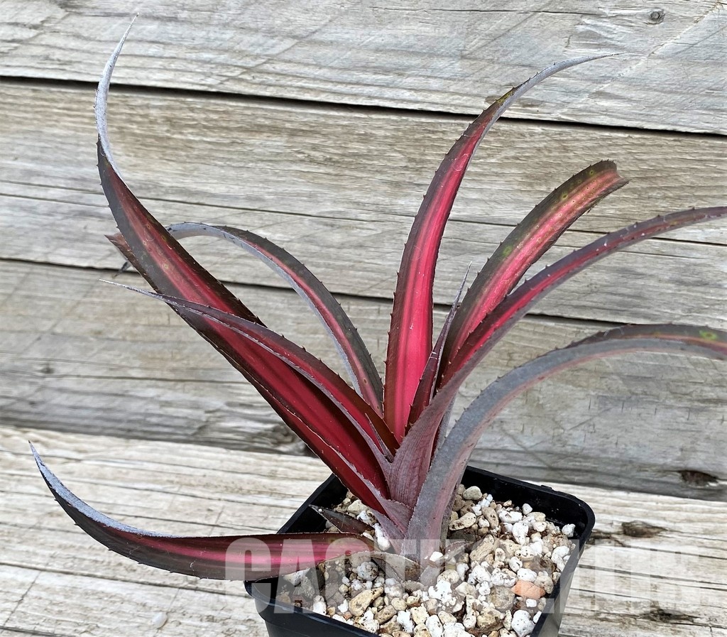 SH31363 Biltanthus 'Red Burst'
