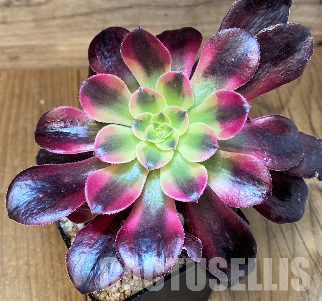 SH31367 Aeonium ‘Pink/Red Witch’