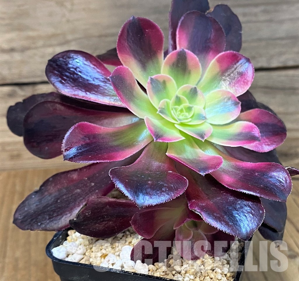SH31367 Aeonium ‘Pink/Red Witch’ - Image 2