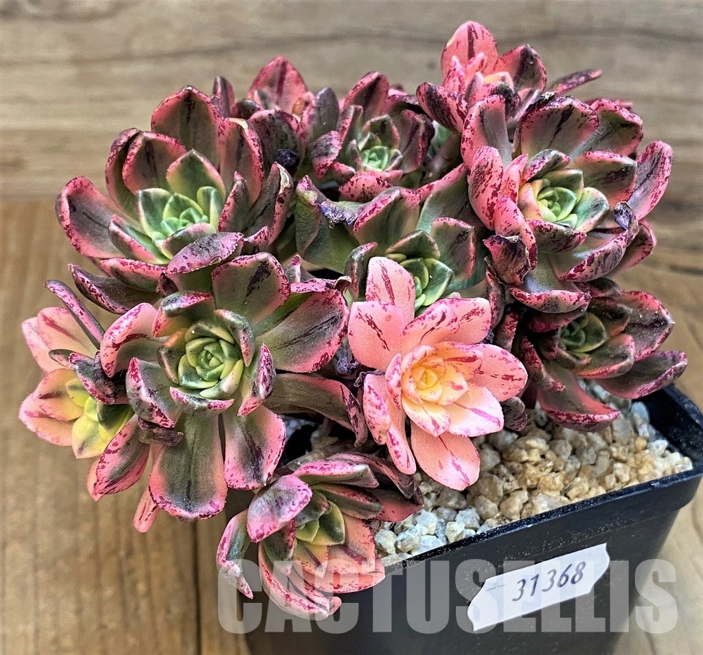 SH31368 Aeonium ‘Sweet Tea’