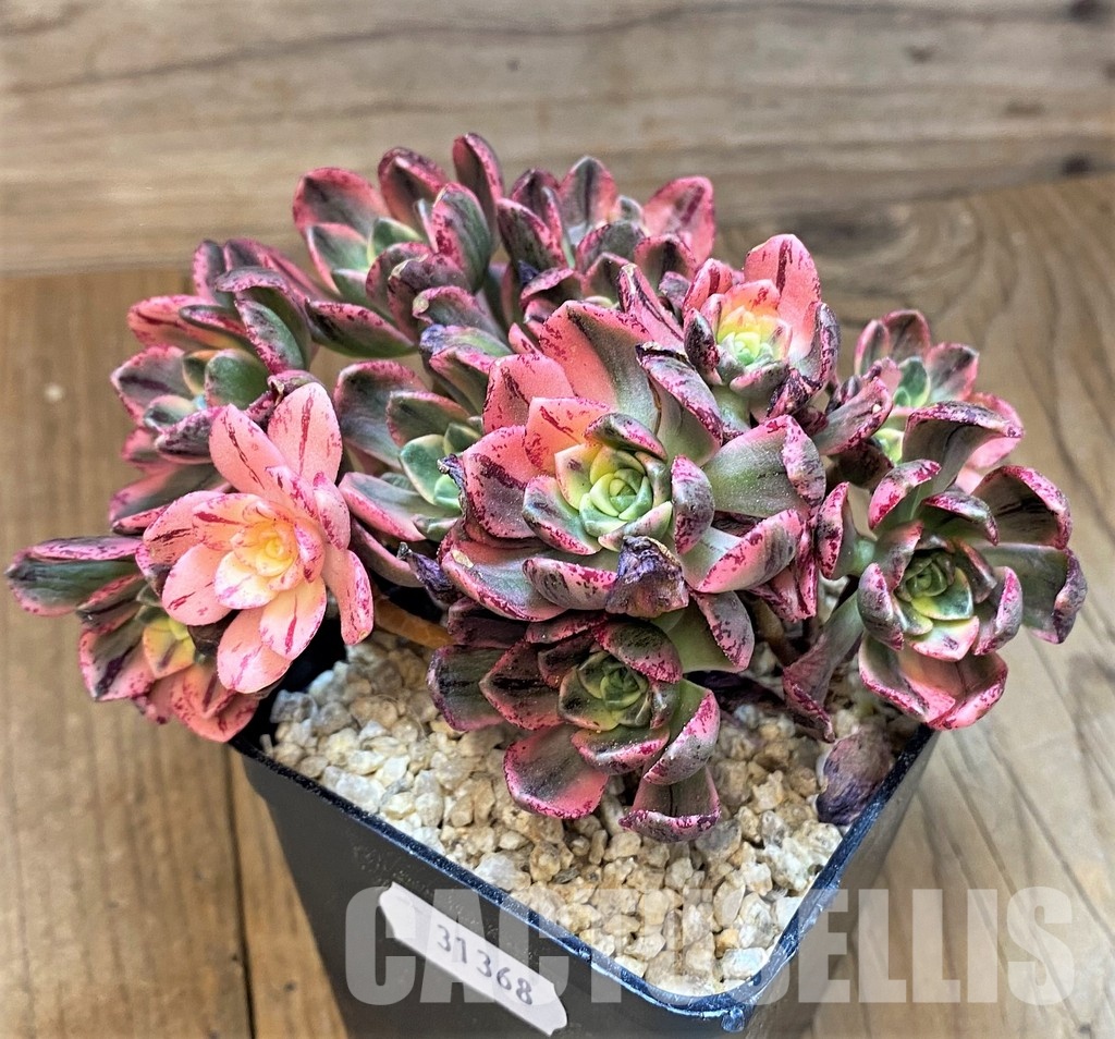 SH31368 Aeonium ‘Sweet Tea’ - Image 2