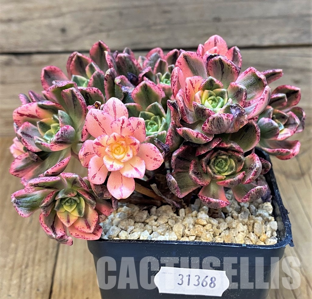 SH31368 Aeonium ‘Sweet Tea’ - Image 3