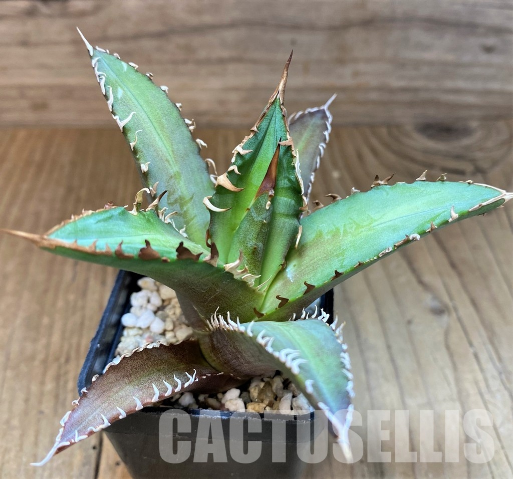 SH31311 Agave titanota 'Red Catweazle'