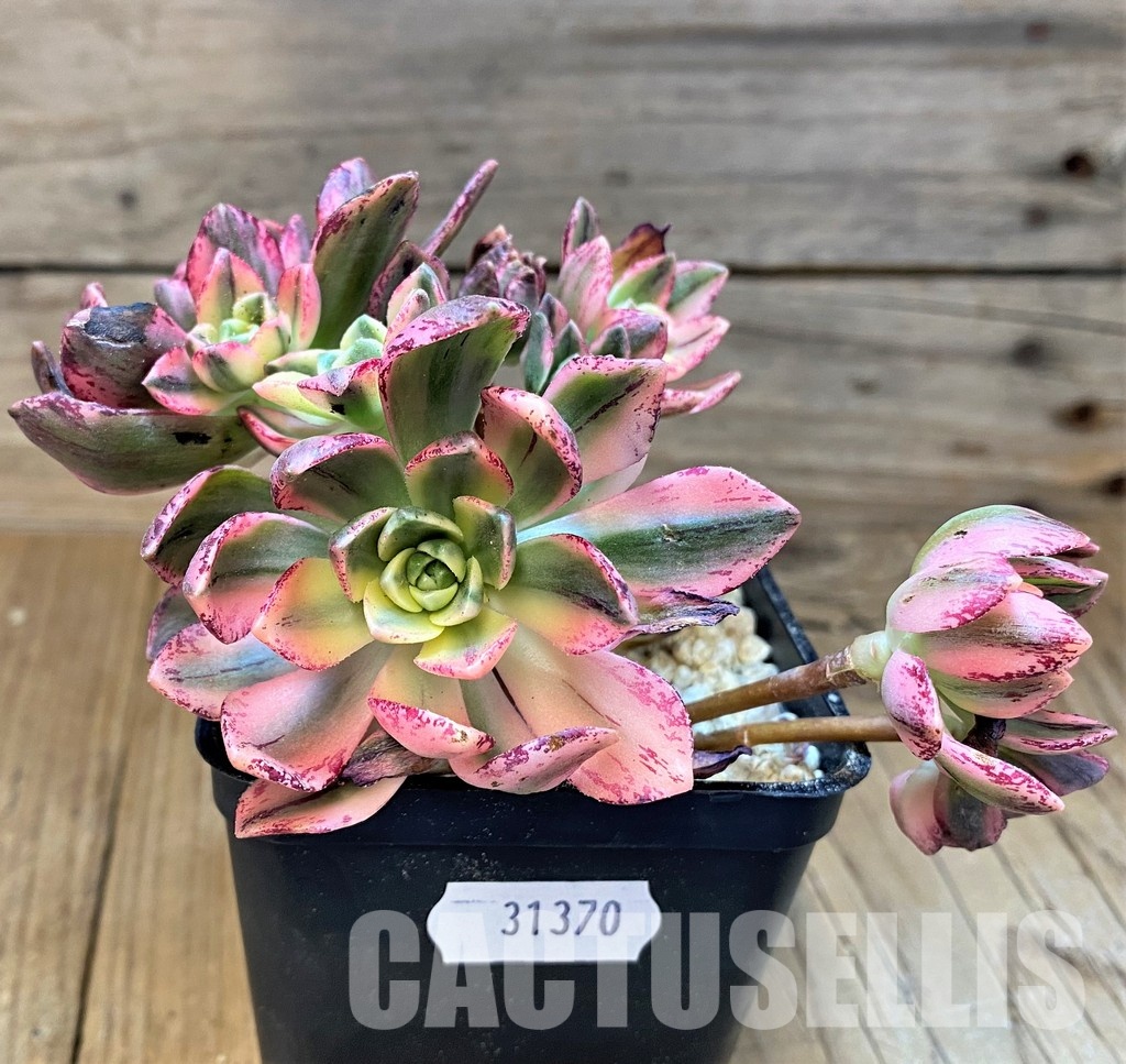 SH31370 Aeonium ‘Sweet Tea’