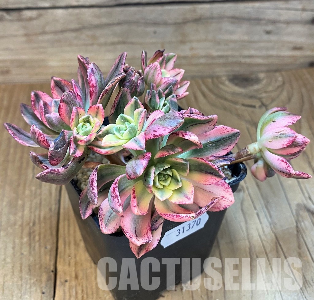 SH31370 Aeonium ‘Sweet Tea’ - Image 2