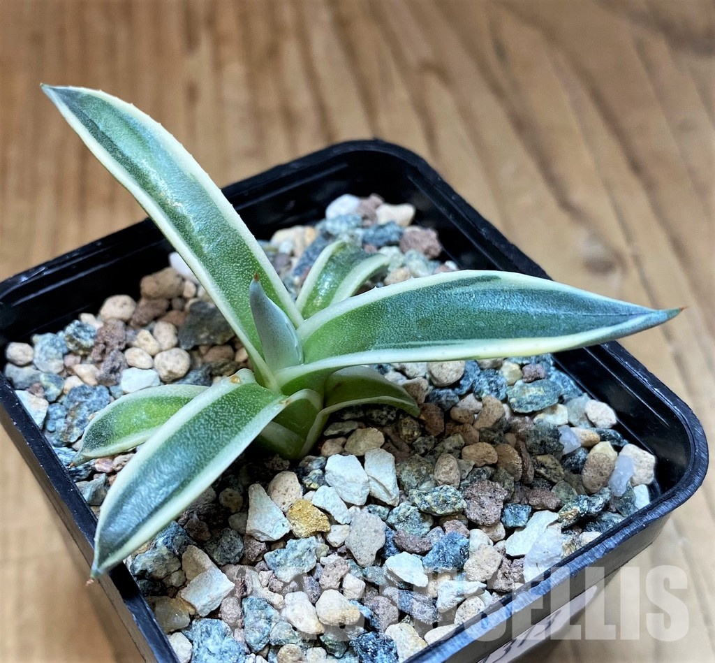 SH31313 Agave patonii f. variegata - Image 2