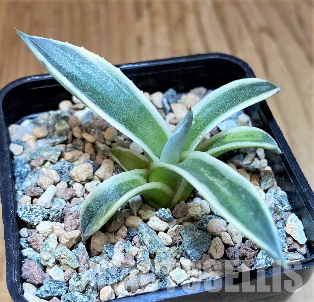 SH31313 Agave patonii f. variegata