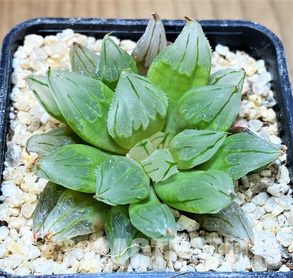 SH31321 Haworthia cooperi 'West Asia Tsuen' mutant - Image 2