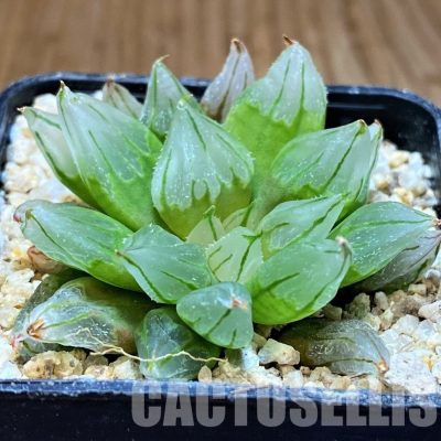SH31321 Haworthia cooperi 'West Asia Tsuen' mutant
