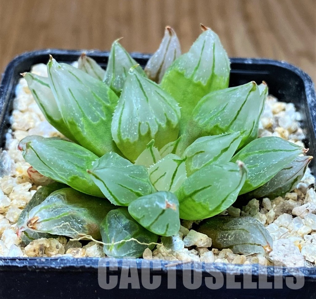 SH31321 Haworthia cooperi 'West Asia Tsuen' mutant
